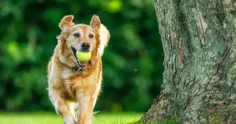 Puyallup Dog Bite Lawyers